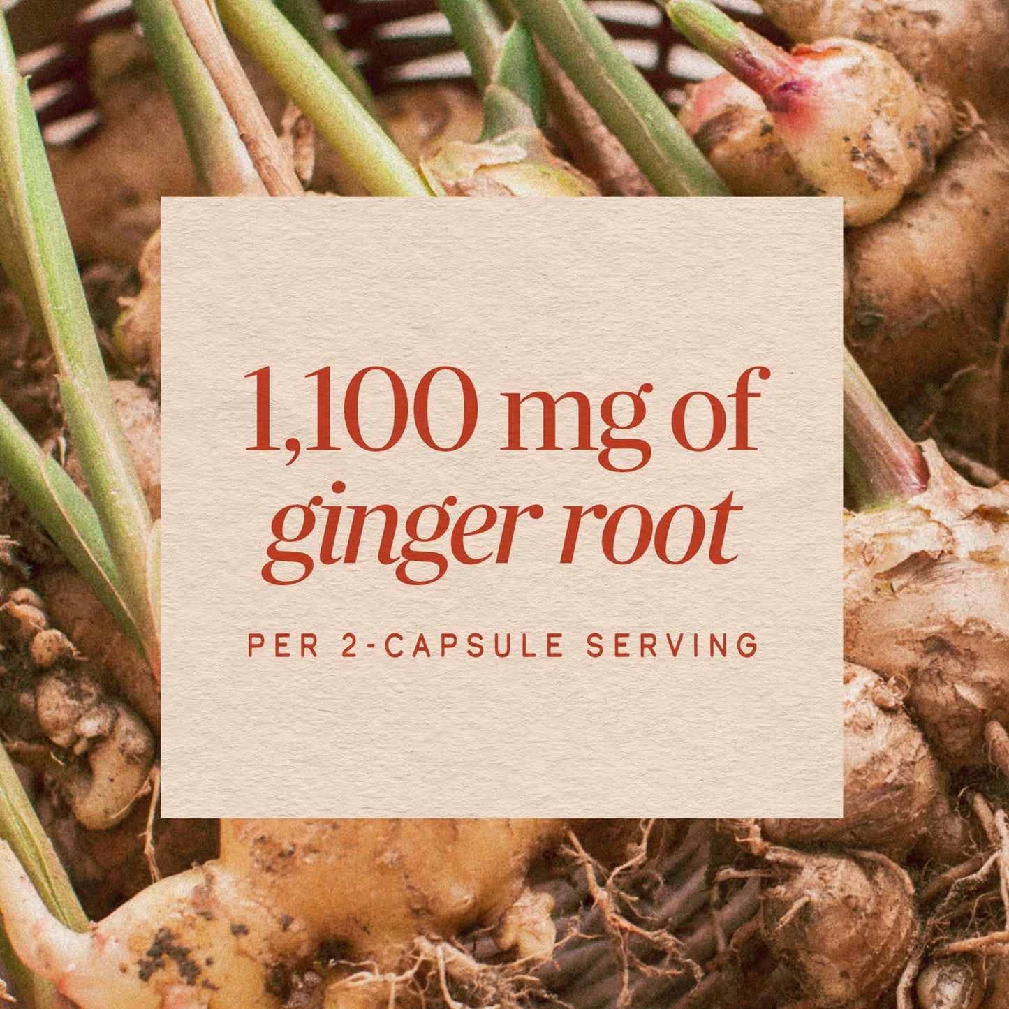 Nature’s Way, Ginger Root, 240 Vegetarian Capsules UPC 033674119266 | Hilife Vitamins