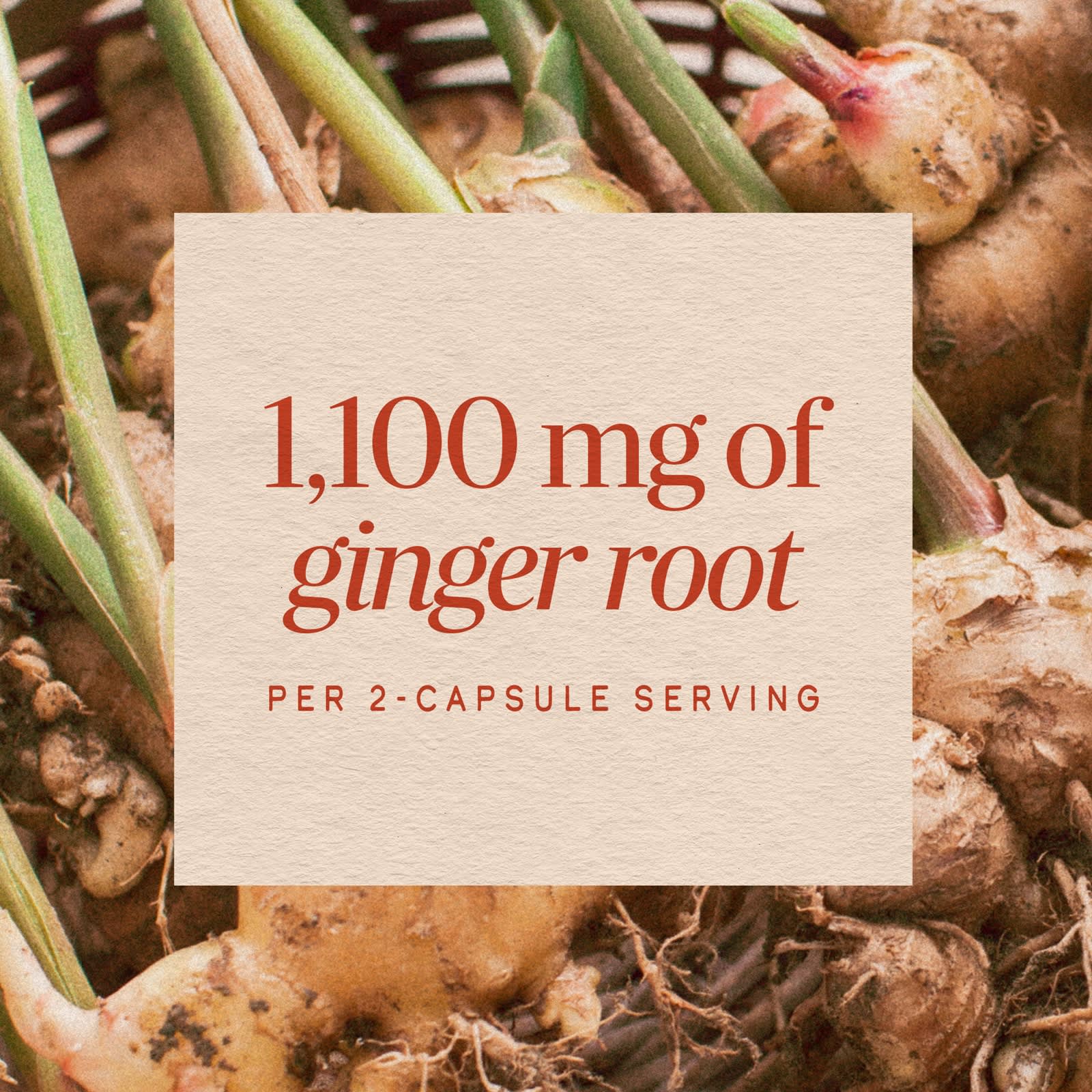 Nature’s Way, Ginger Root, 240 Vegetarian Capsules UPC 033674119266 | Hilife Vitamins
